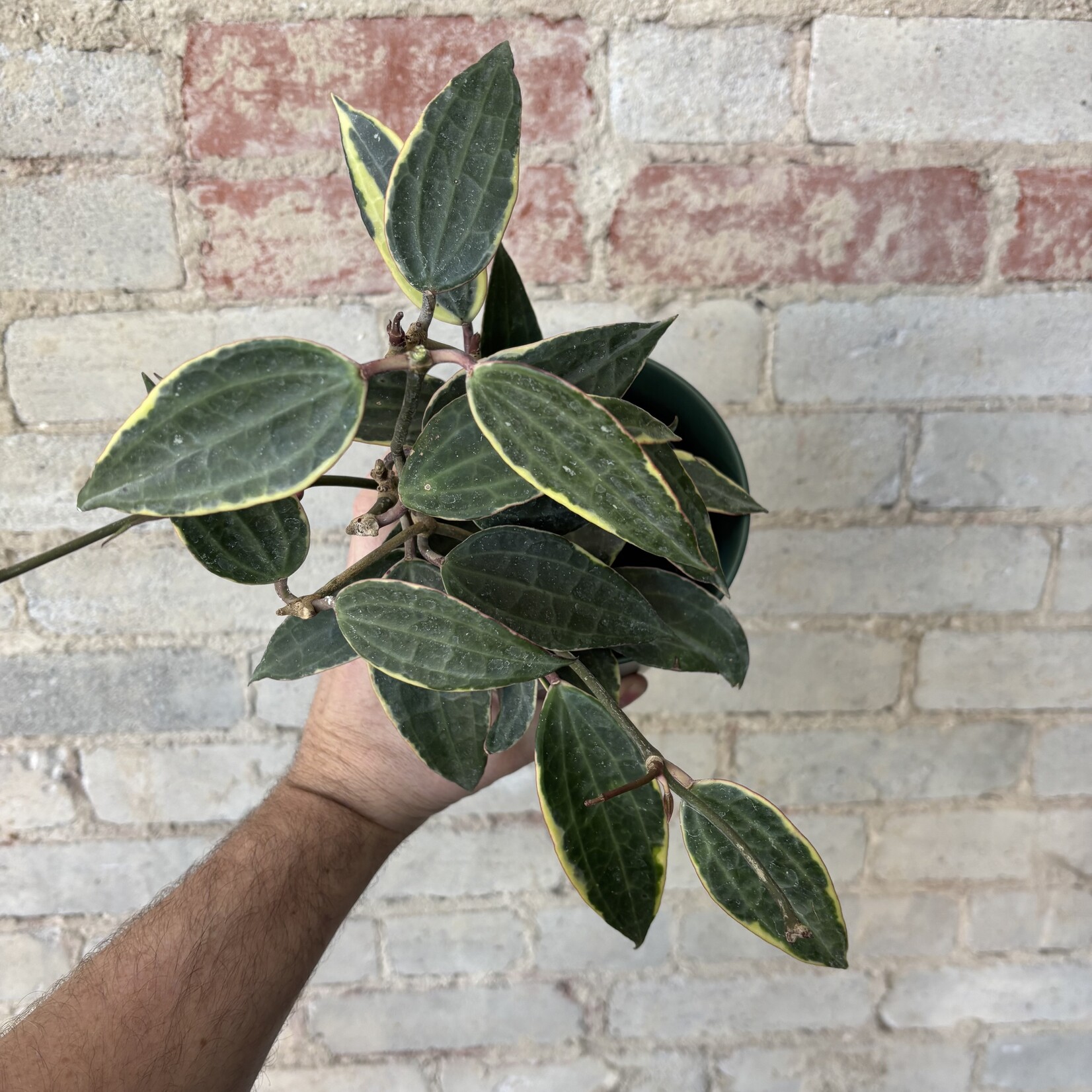 Hoya Macrophylla 4"