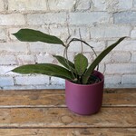Hoya Vitellinoides 4"
