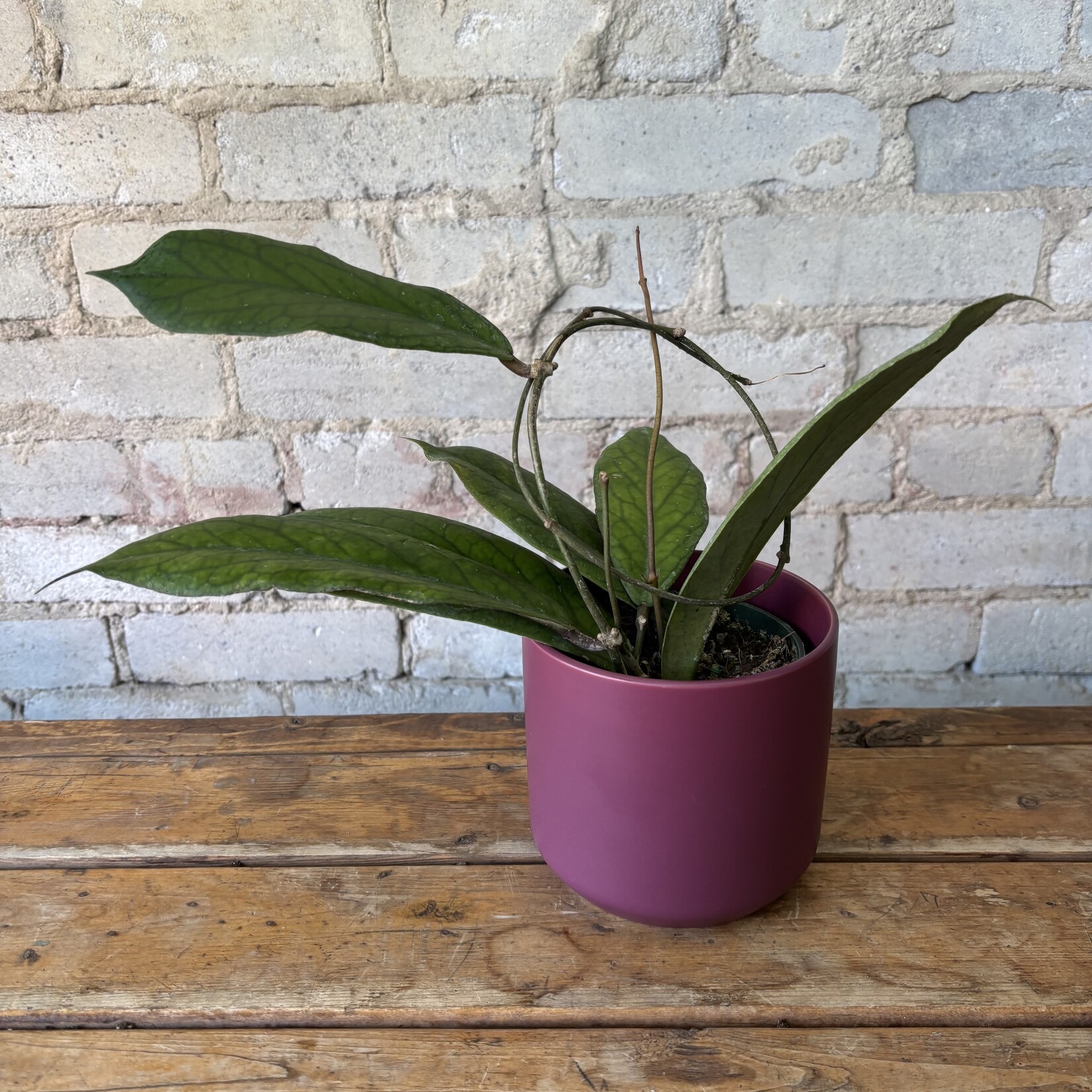 Hoya Vitellinoides 4"