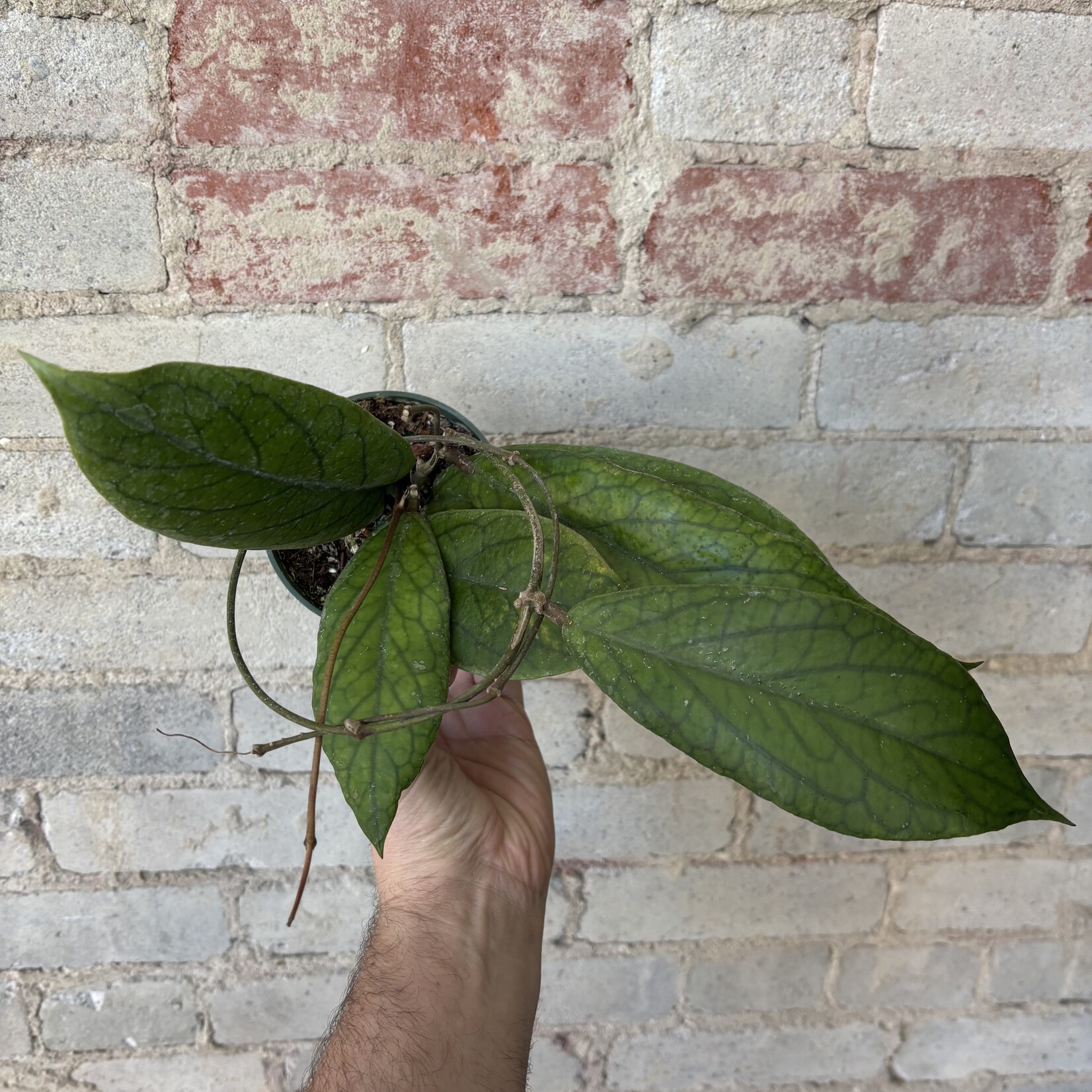 Hoya Vitellinoides 4"