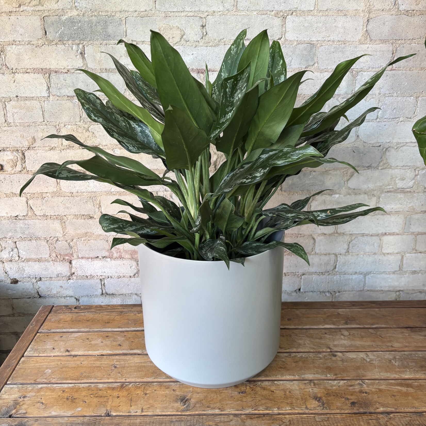 Aglaonema Shades 10"