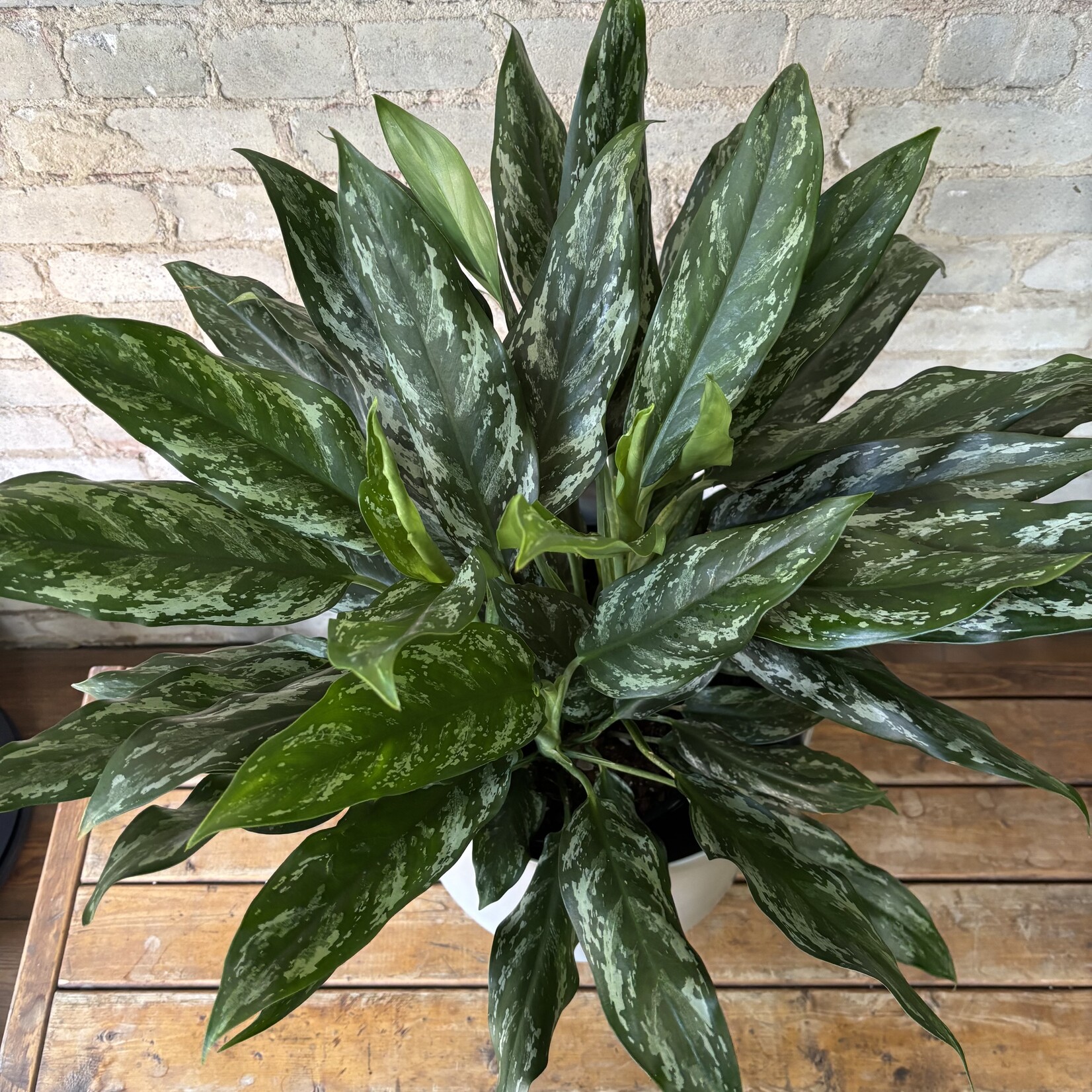 Aglaonema Shades 10"