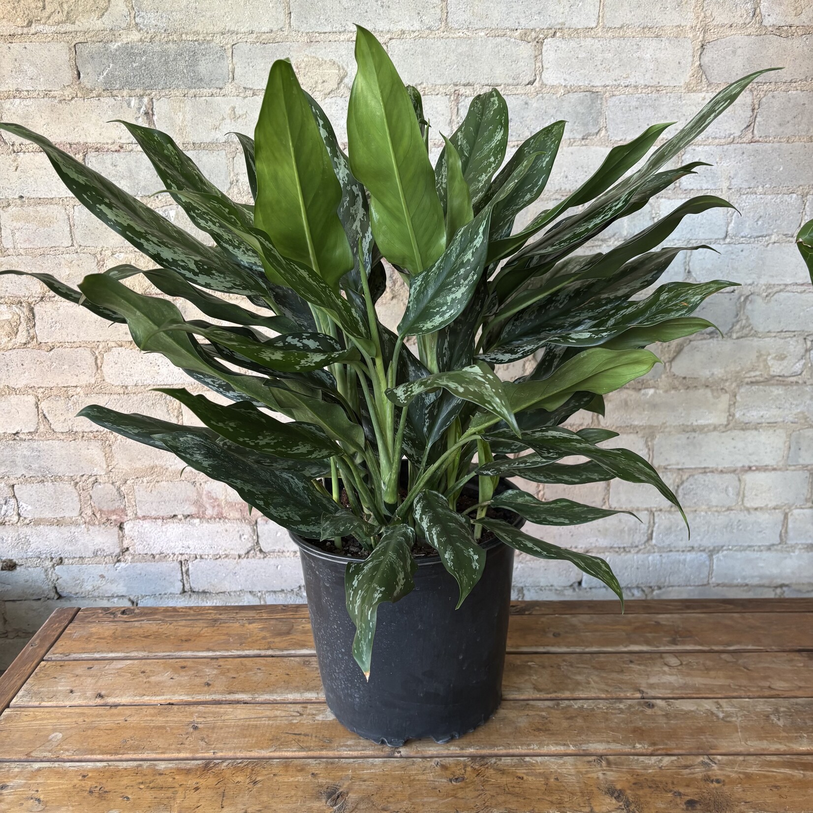Aglaonema Shades 10"