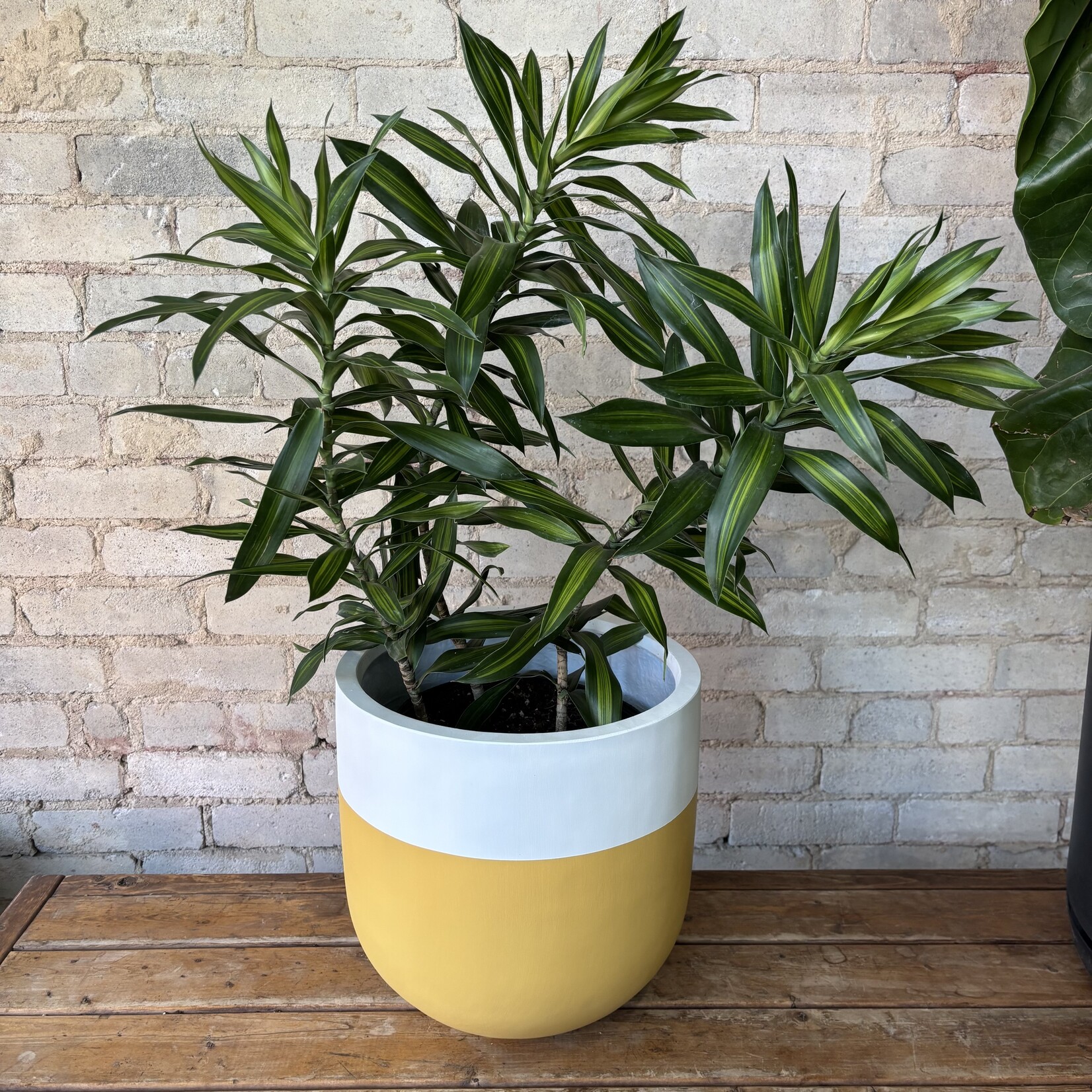 Dracaena Song of Jamaica 10"