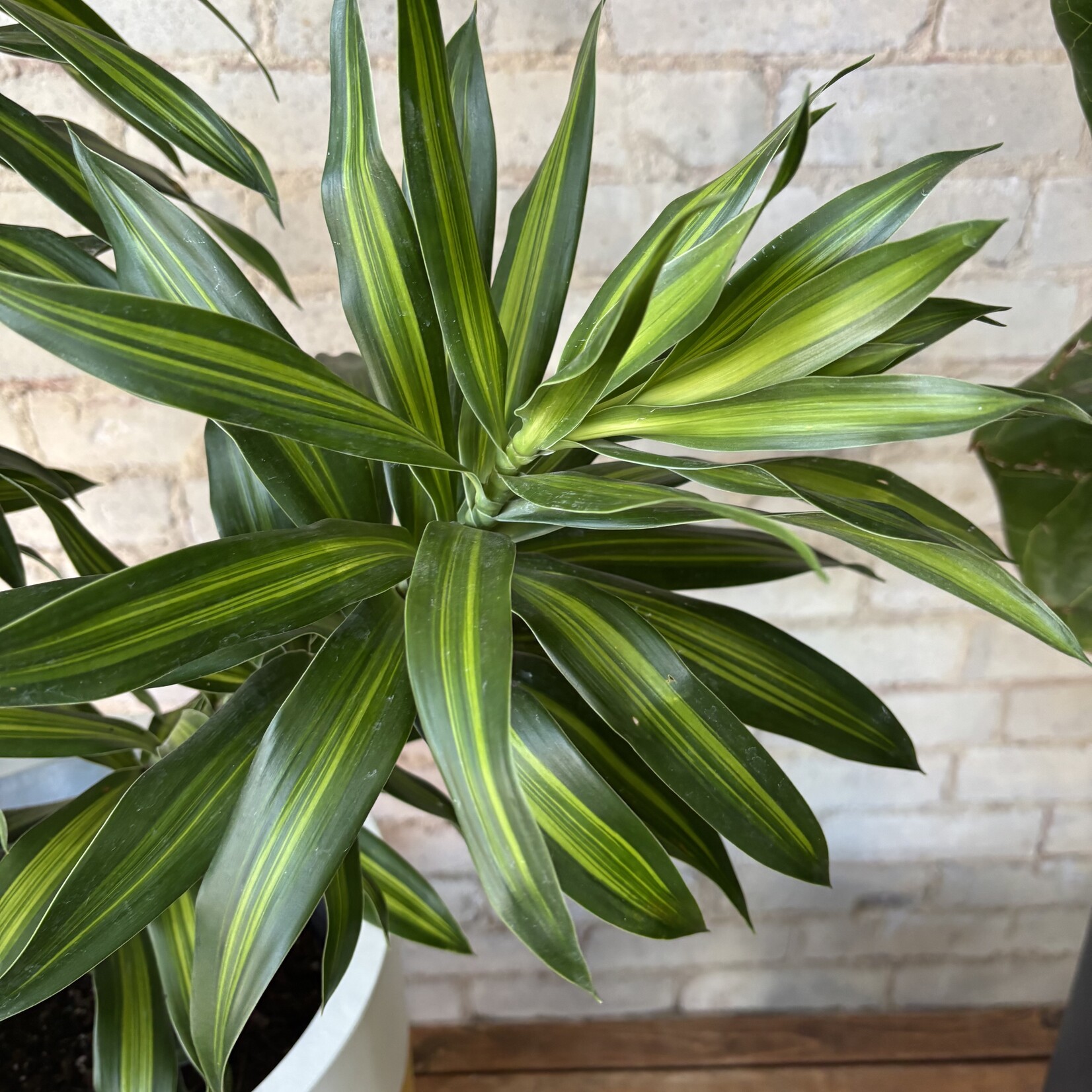 Dracaena Song of Jamaica 10"