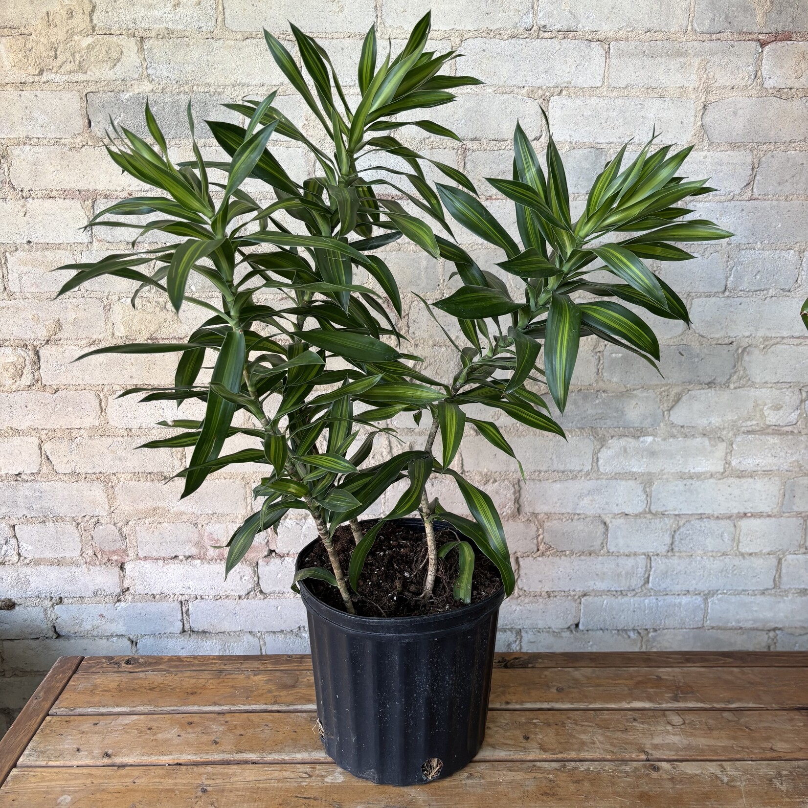 Dracaena Song of Jamaica 10"
