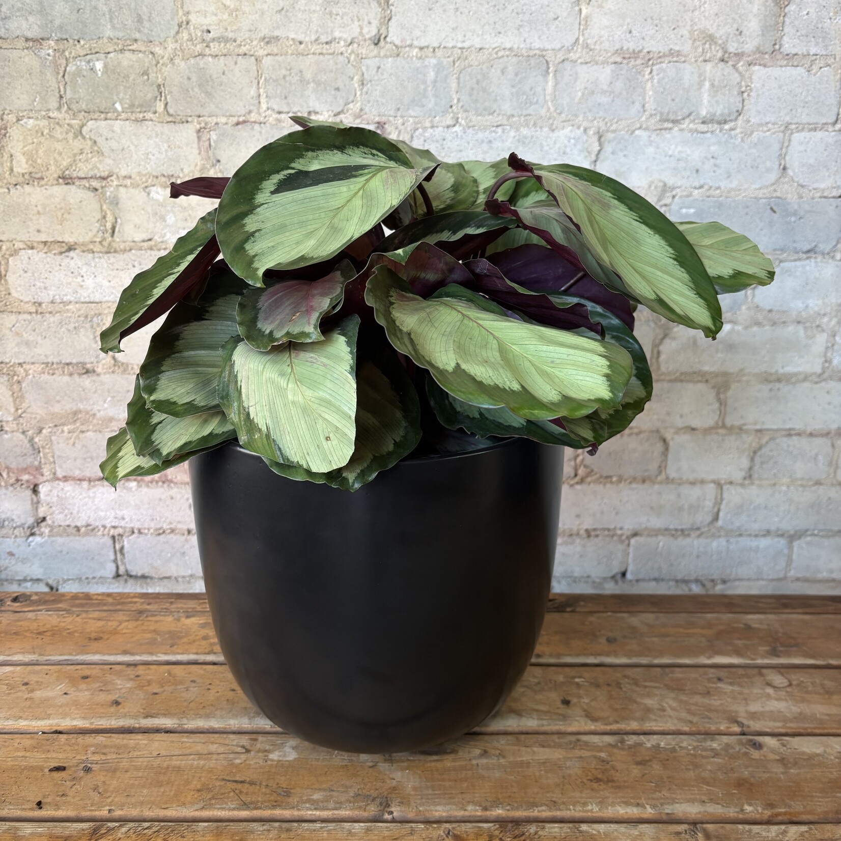 Calathea Northern Lights 10"