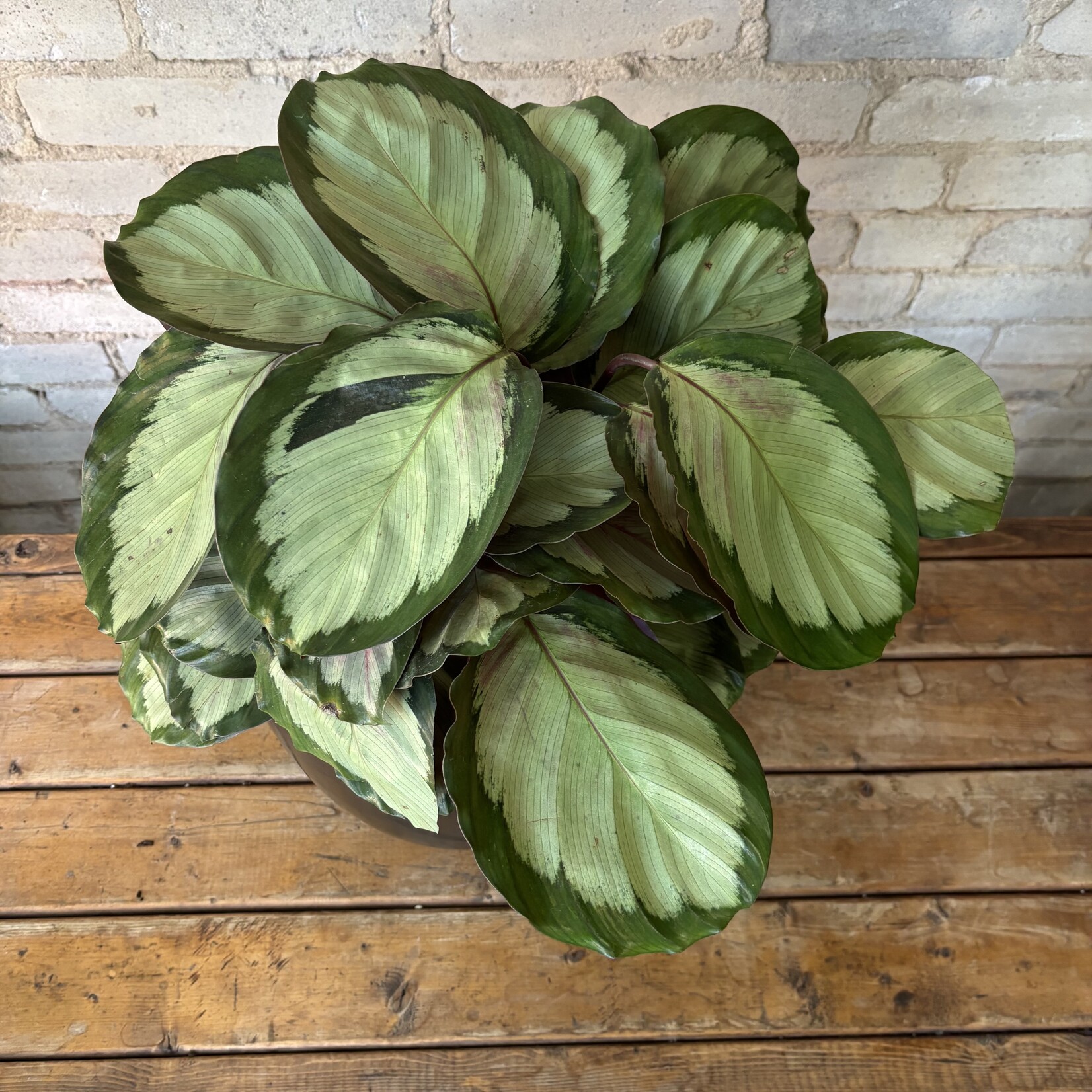Calathea Northern Lights 10"