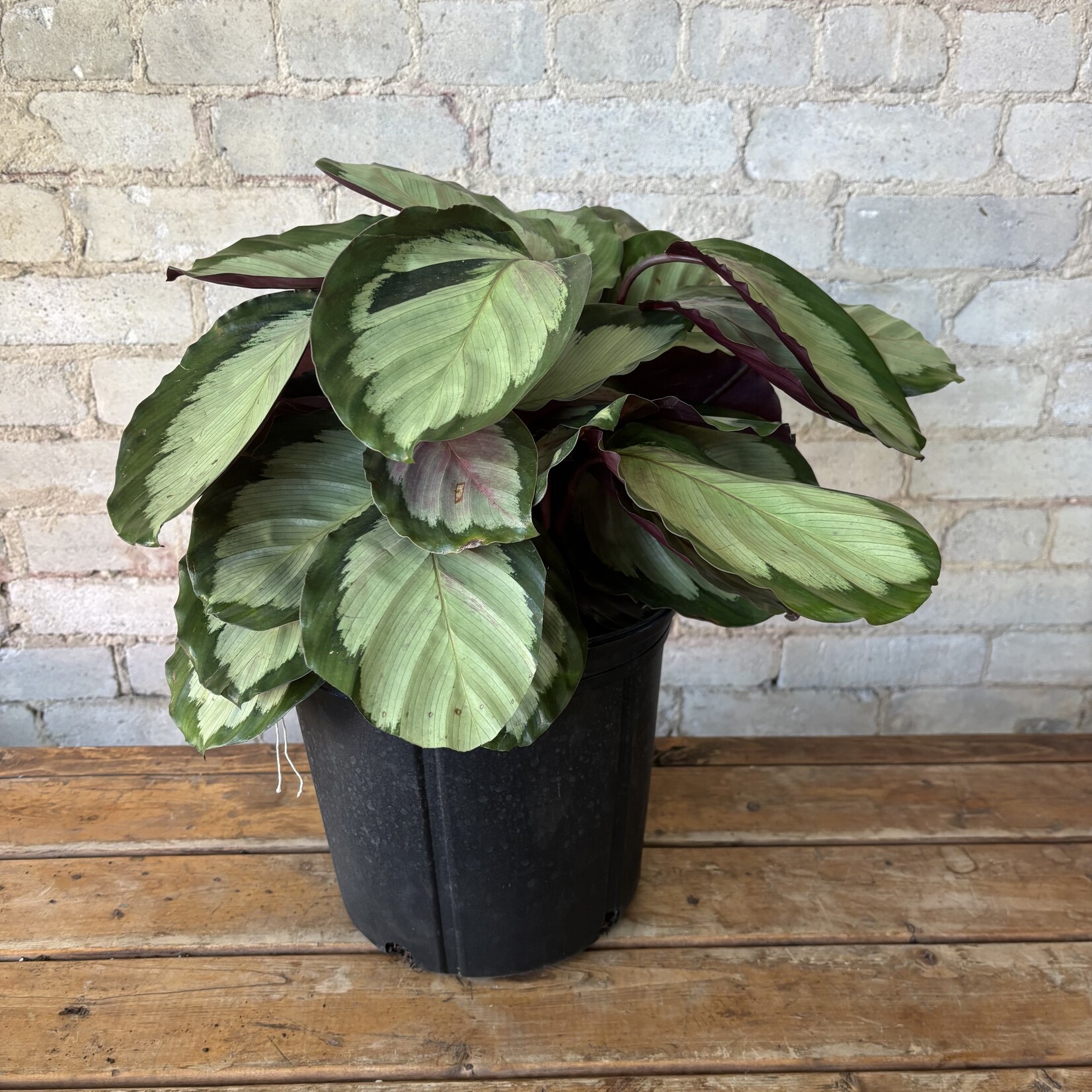 Calathea Northern Lights 10"