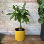 Pachira Aquatica - Money Tree 10"