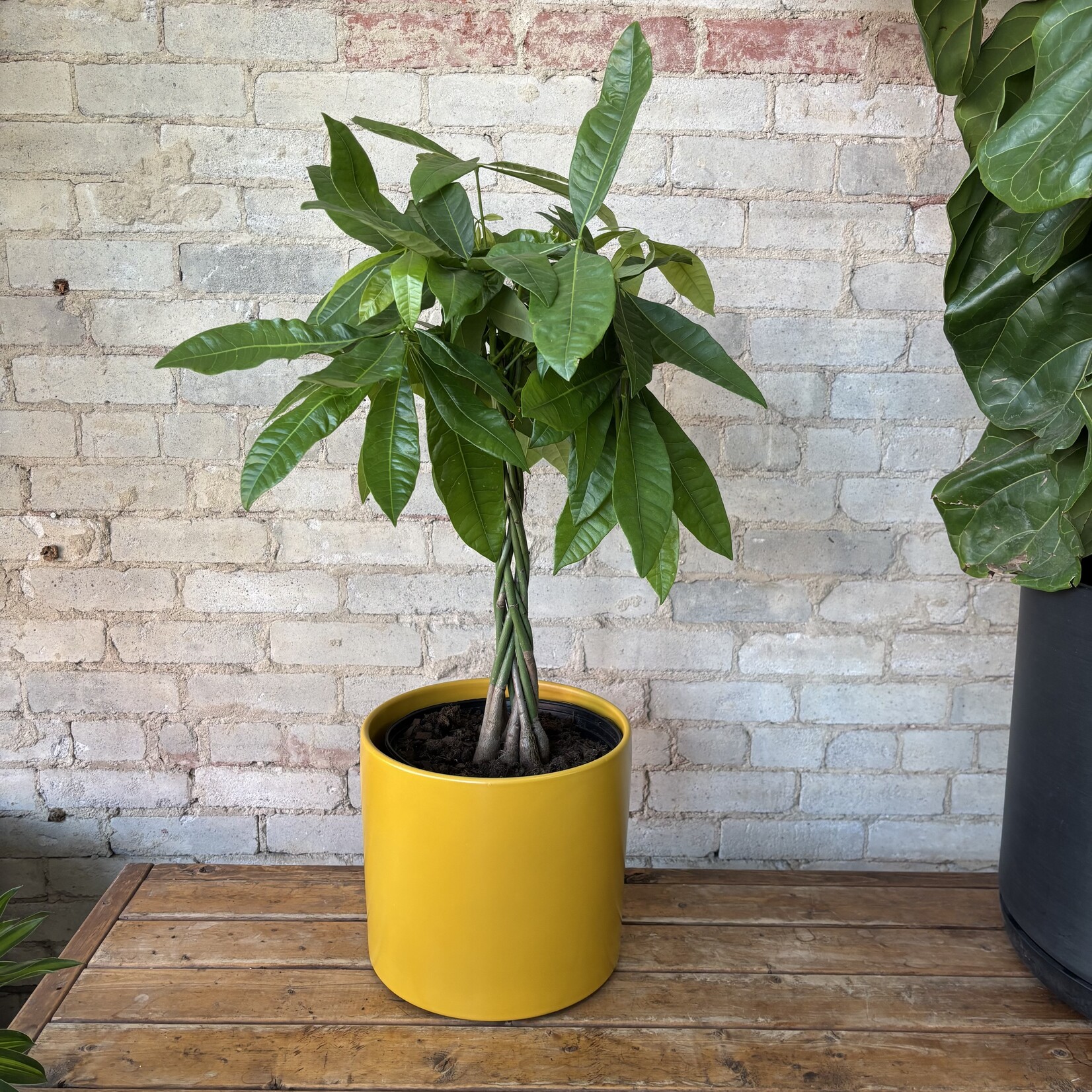 Pachira Aquatica - Money Tree 10"