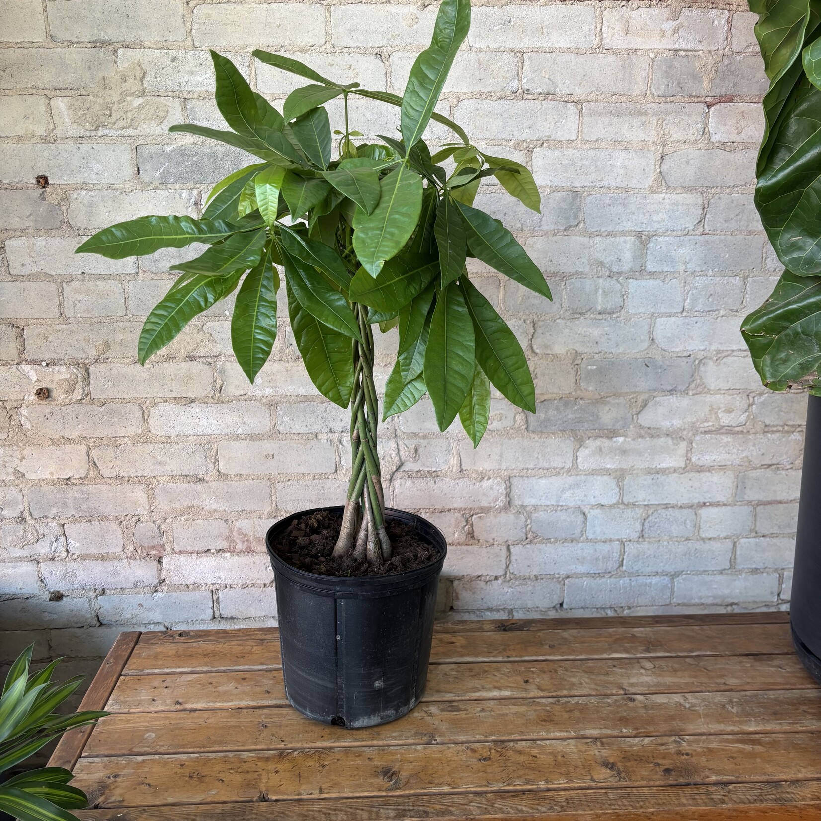 Pachira Aquatica - Money Tree 10"