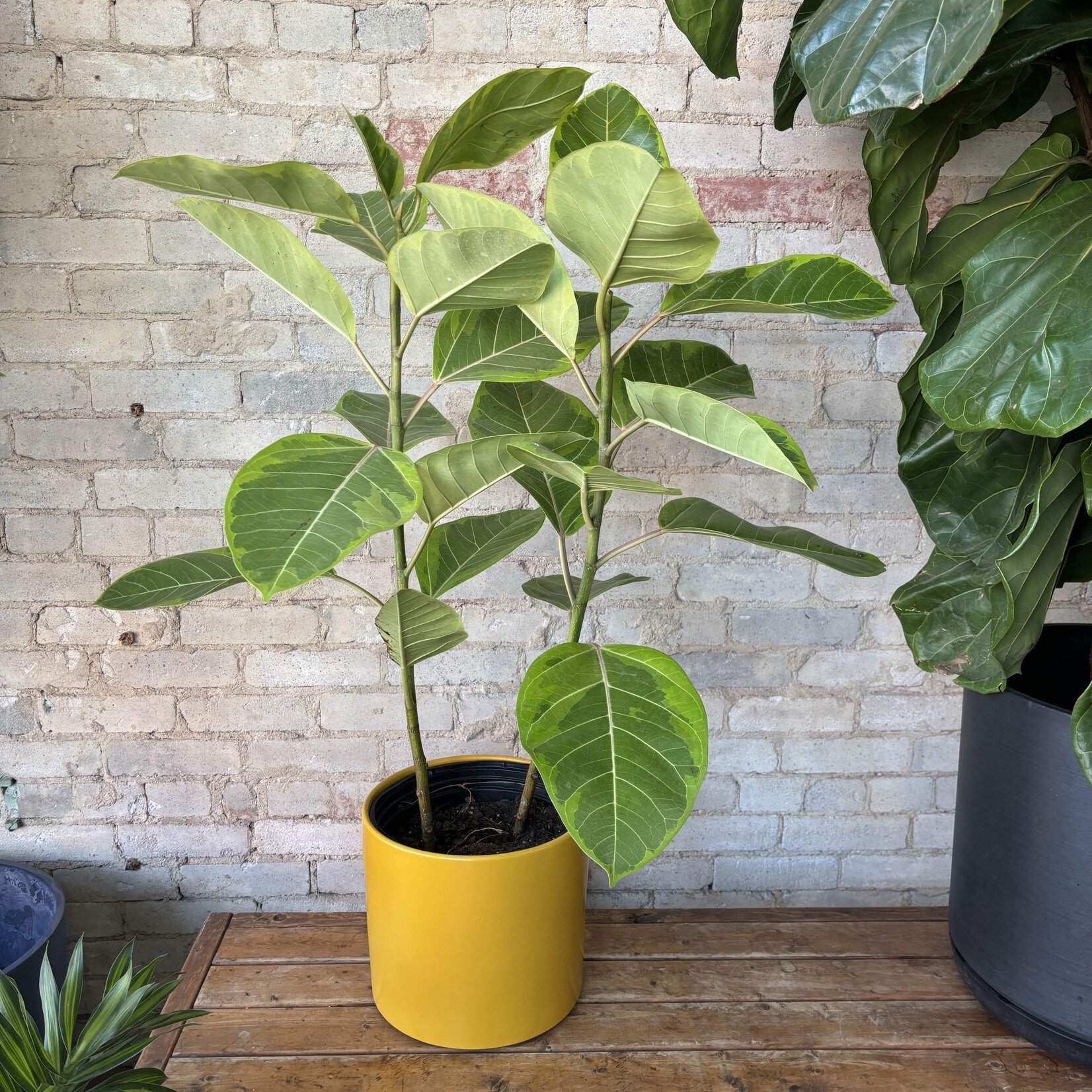 Ficus Altissima Bush 10"