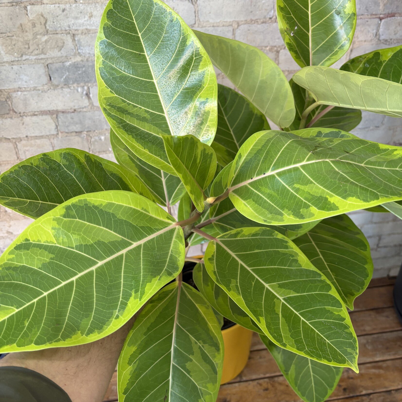 Ficus Altissima Bush 10"