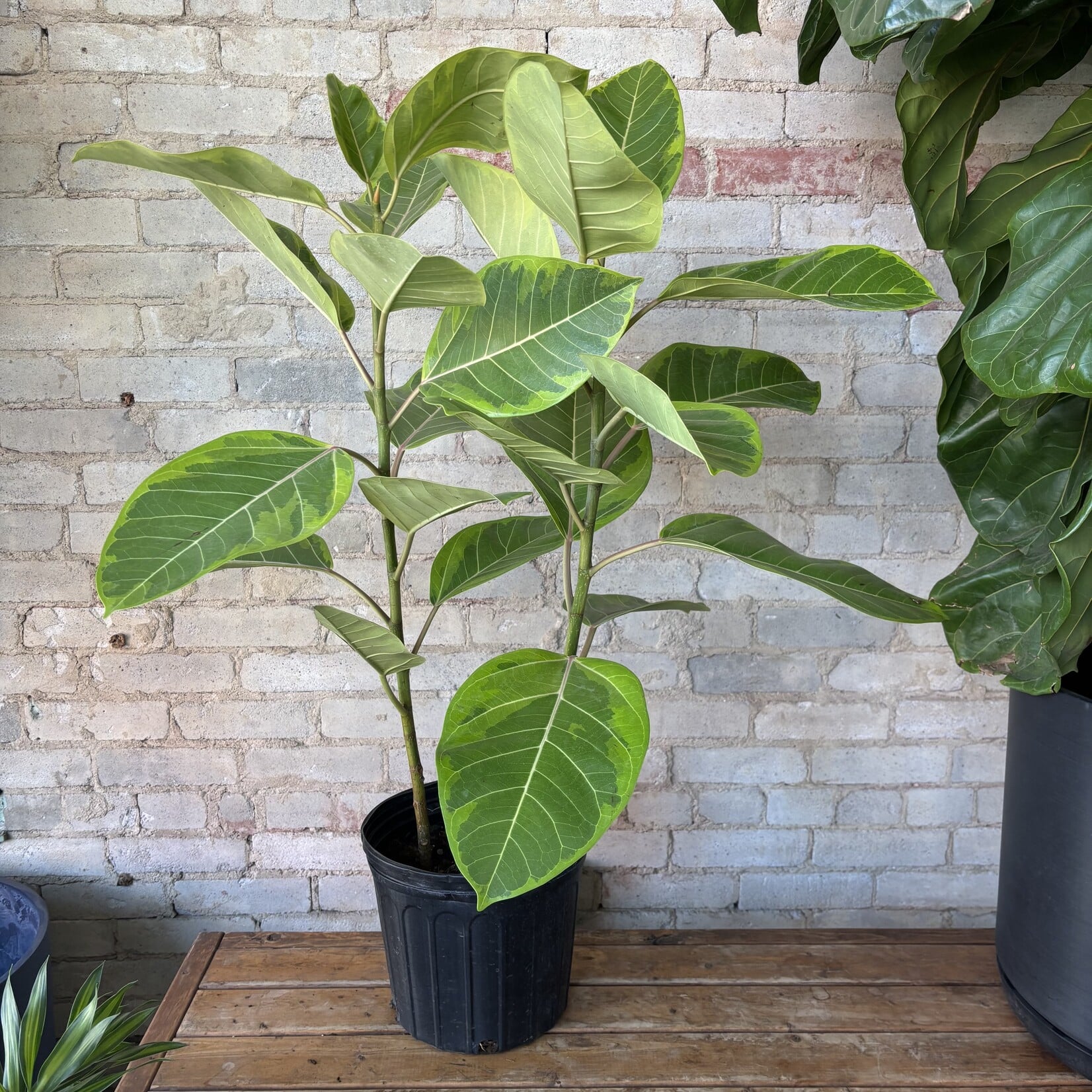 Ficus Altissima Bush 10"
