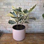 Ficus Elastica Tineke 10"