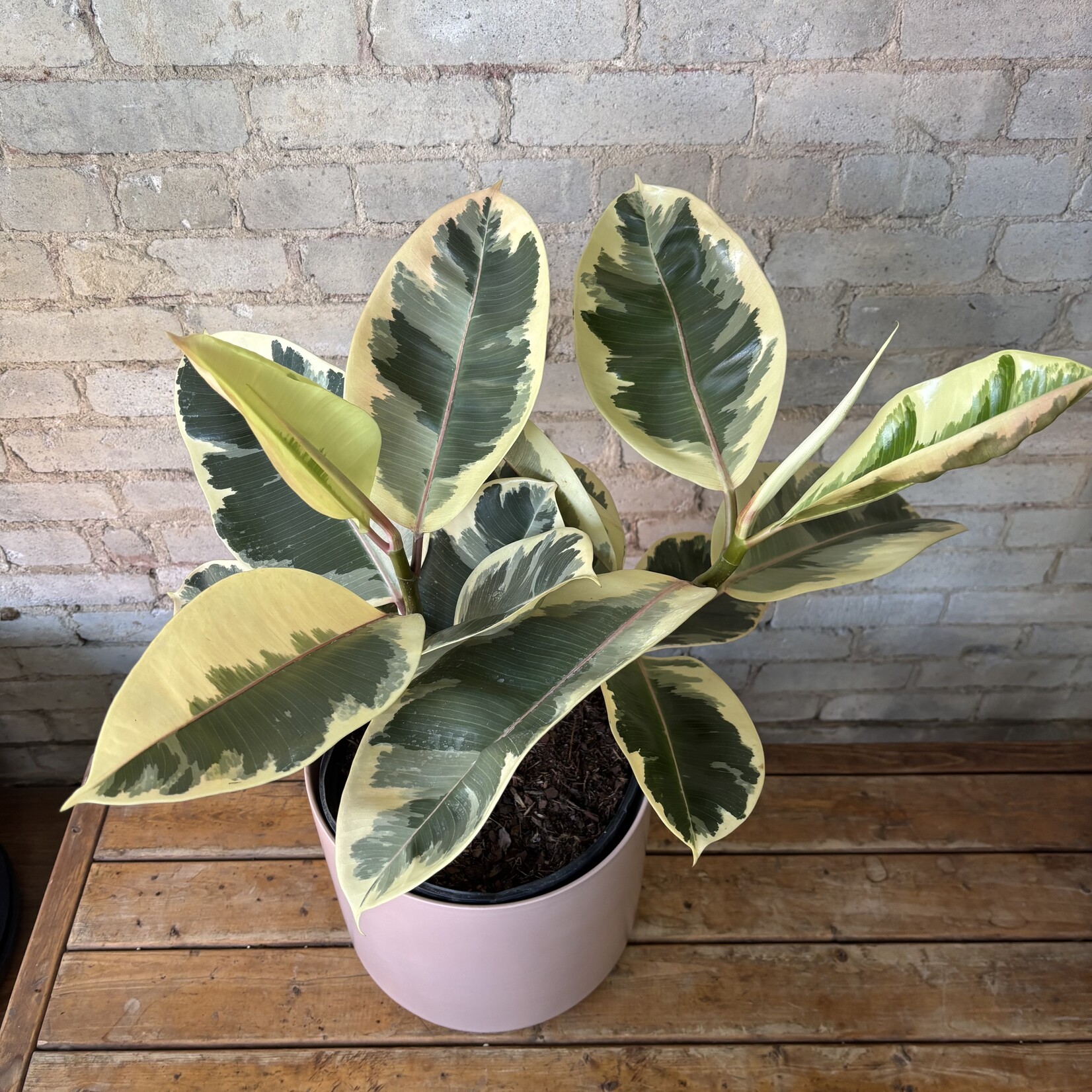 Ficus Elastica Tineke 10"