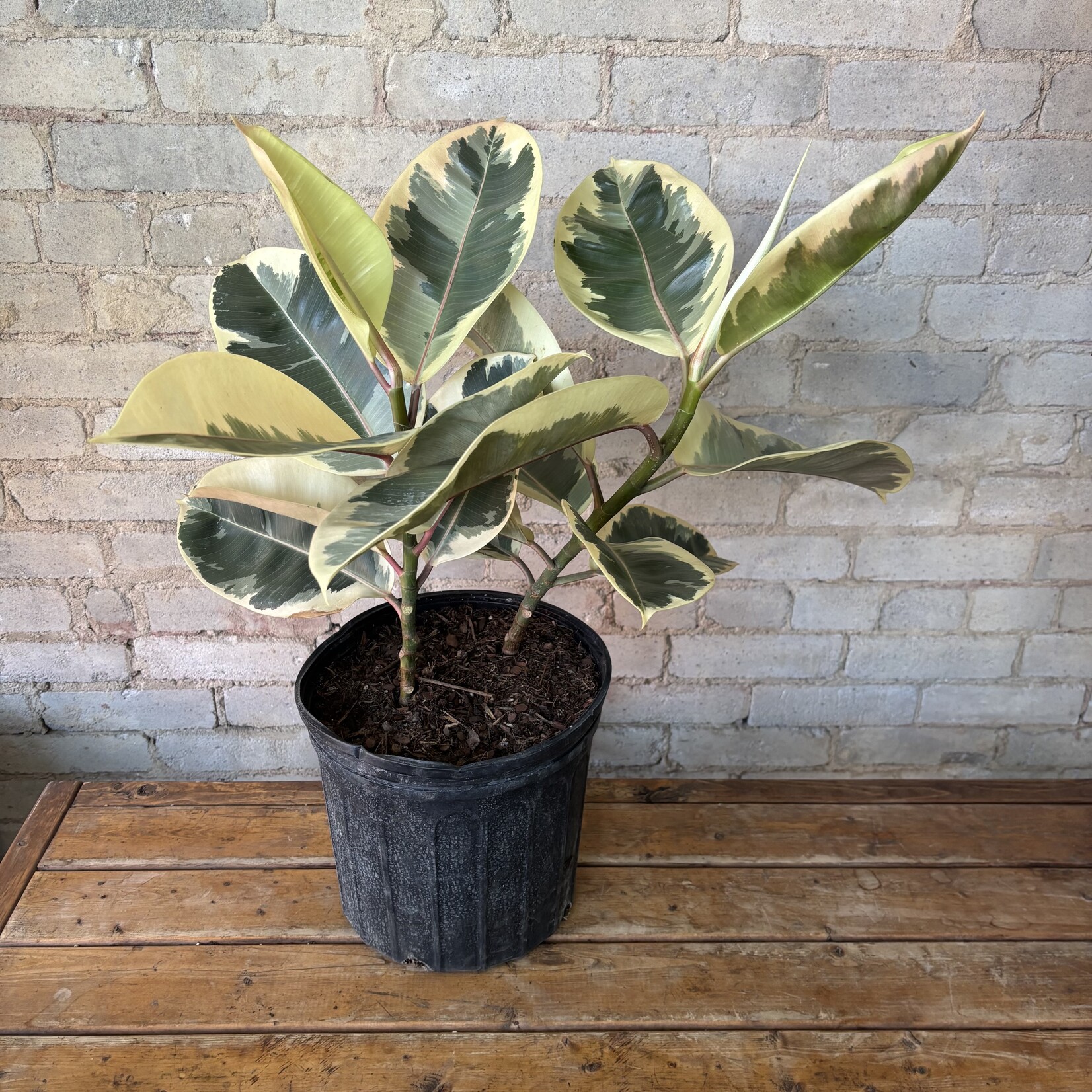 Ficus Elastica Tineke 10"