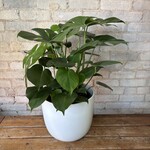Monstera Deliciosa 8"