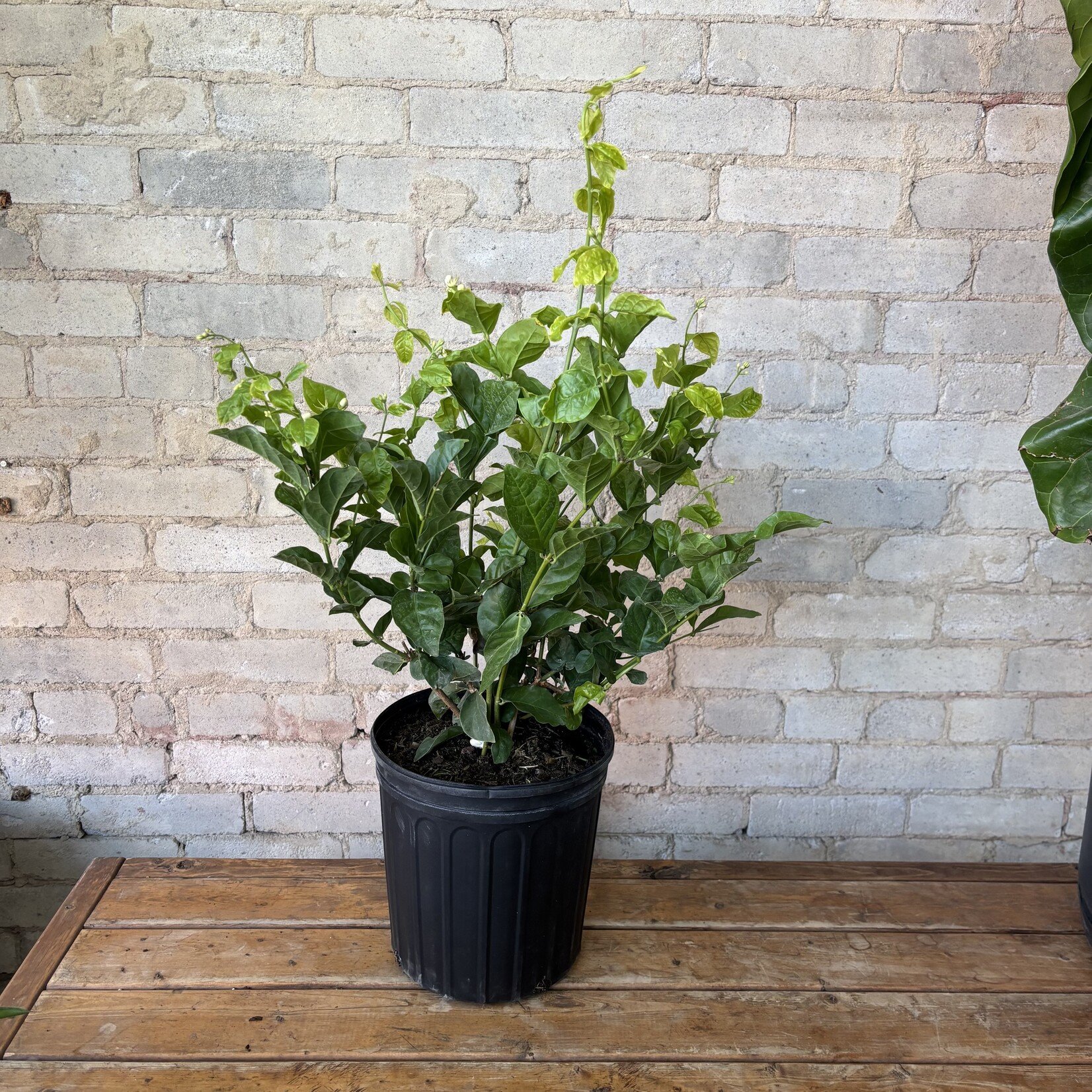 Jasmine Sambac 10"