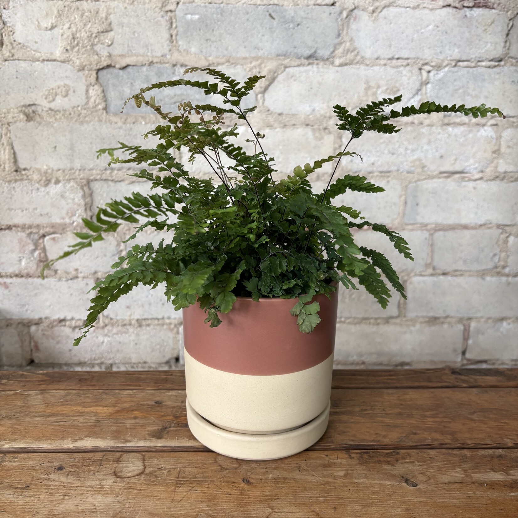 Rosy Maidenhair Fern 4"