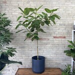 Ficus Altissima Standard 14"