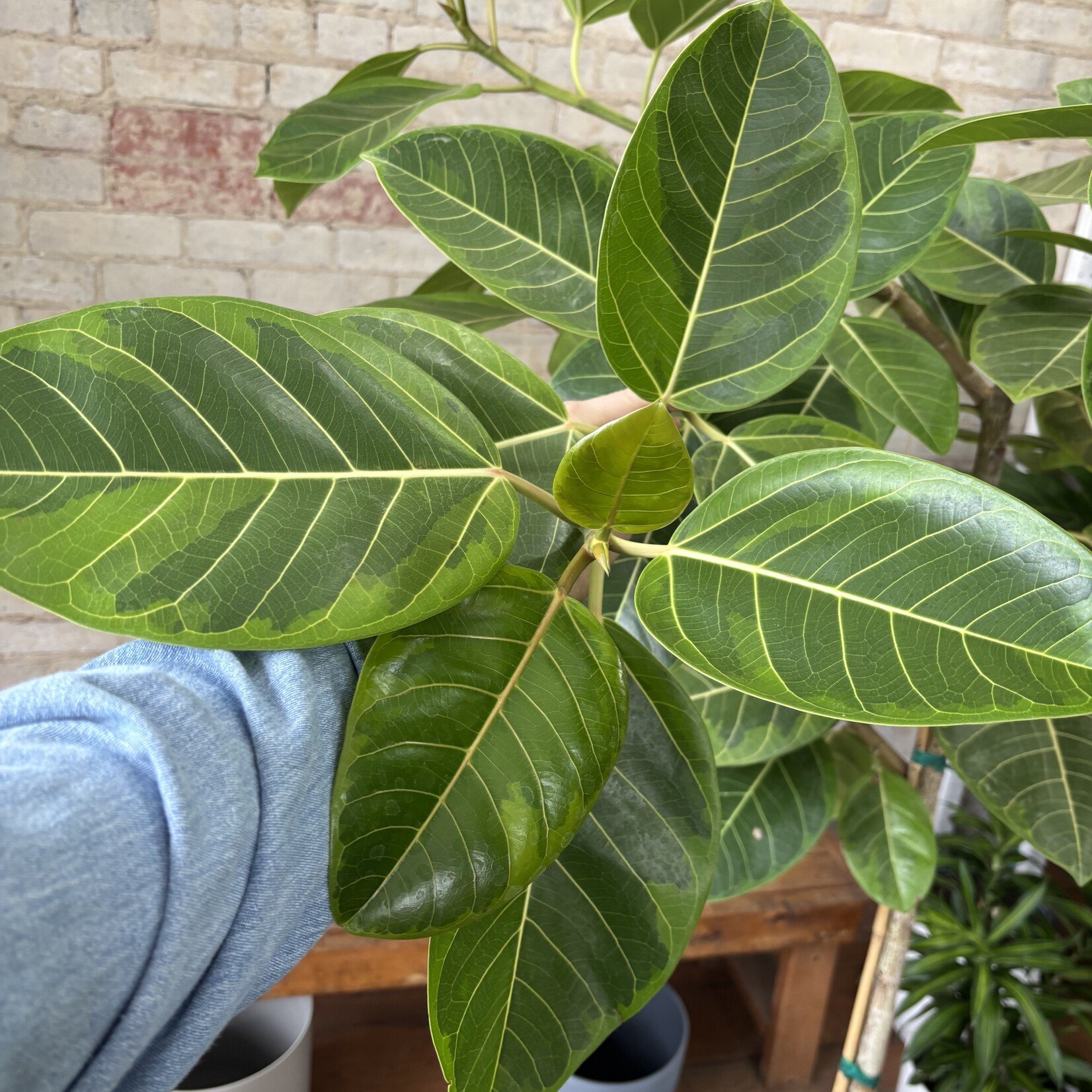 Ficus Altissima Standard 14"