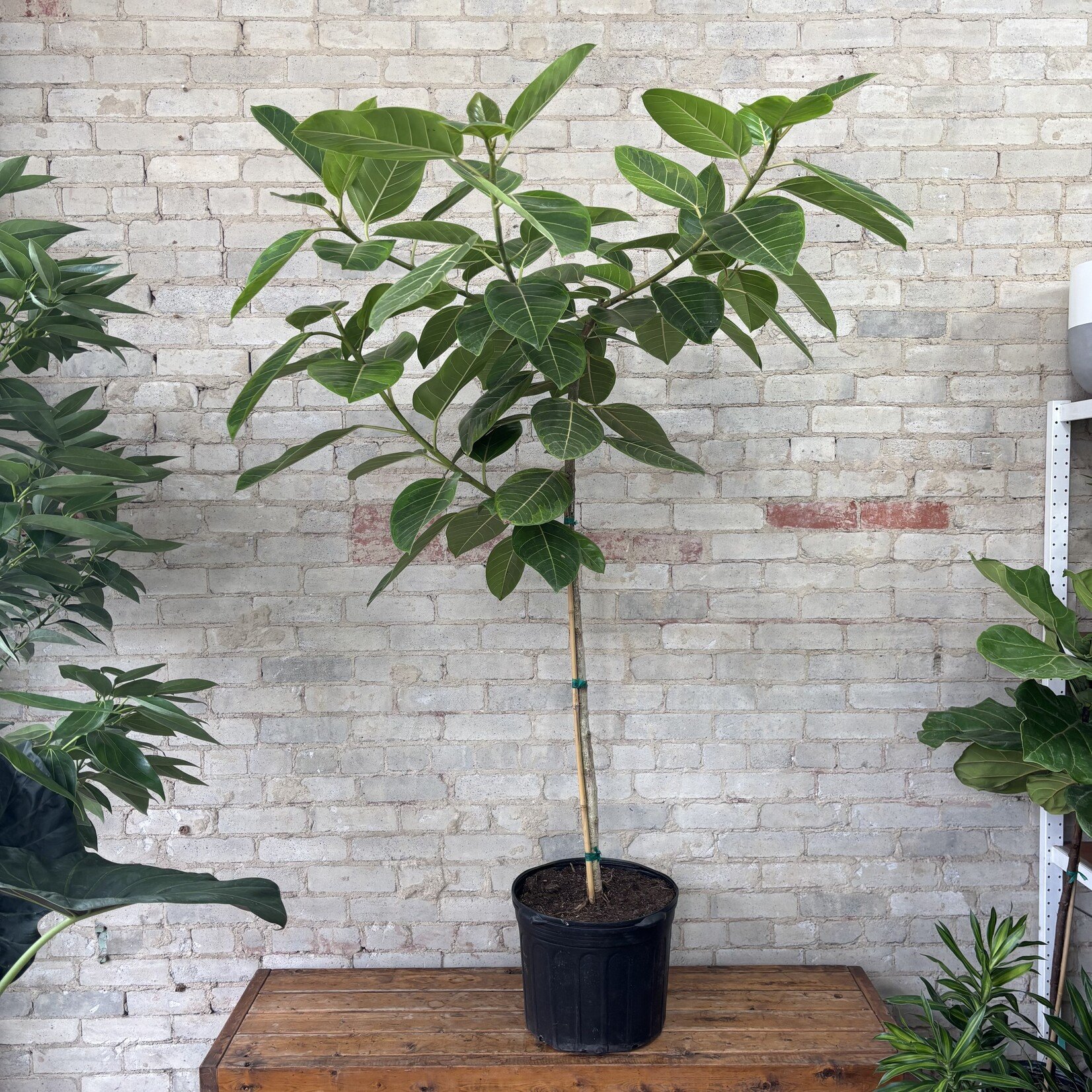 Ficus Altissima Standard 14"