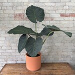 Alocasia Regal Shield 10"