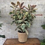 Ficus Elastica Tineke Bush 14"