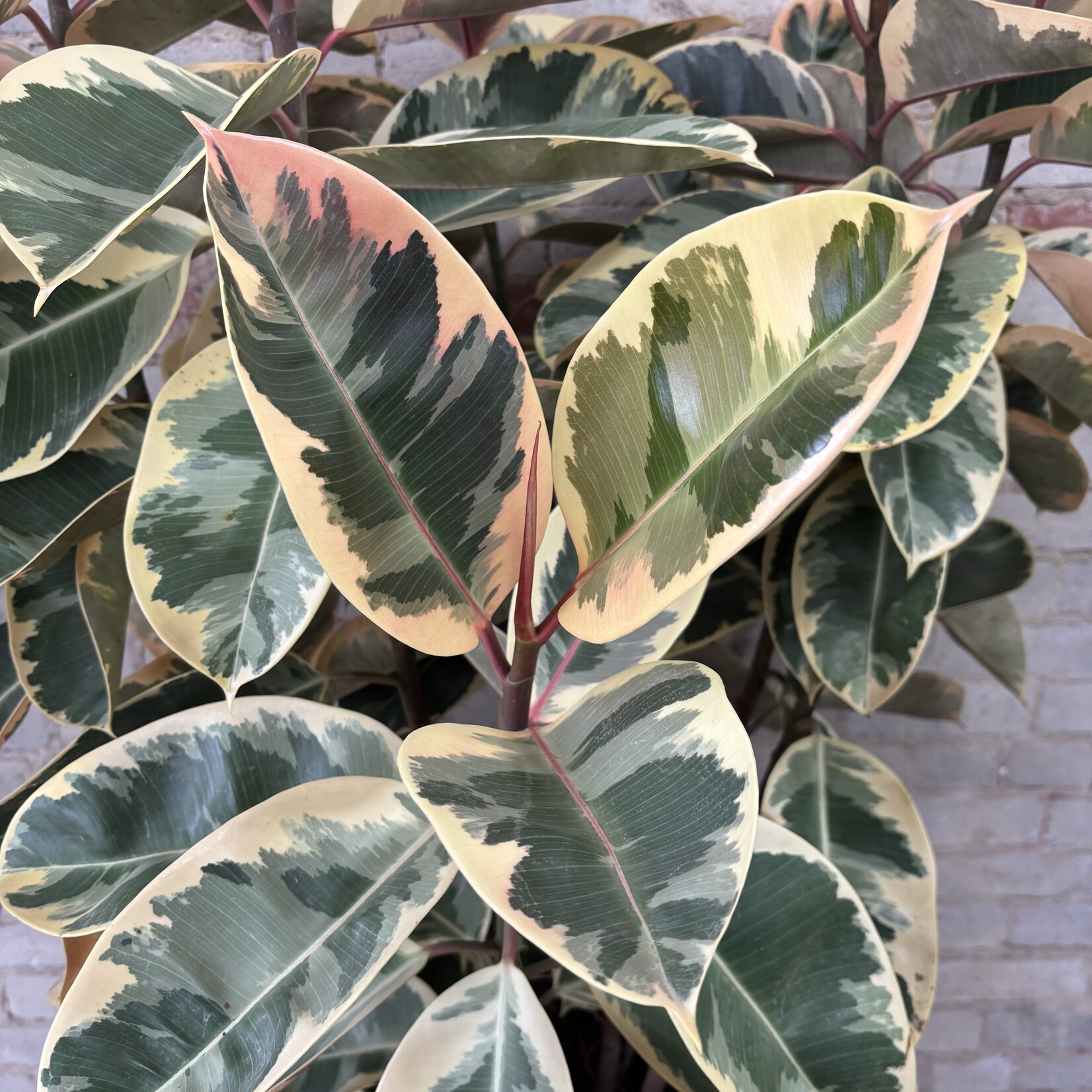 Ficus Elastica Tineke Bush 14"