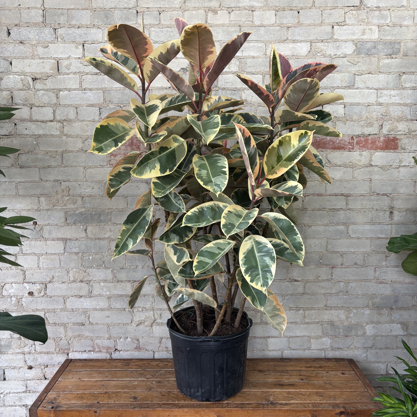 Ficus Elastica Tineke Bush 14"