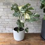 Monstera Thai Constellation 8"