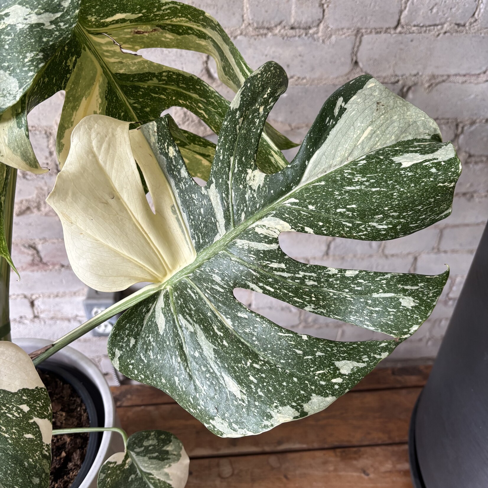 Monstera Thai Constellation 8"