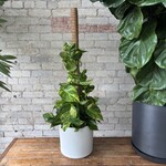 High Colour Golden Pothos Totem 10"