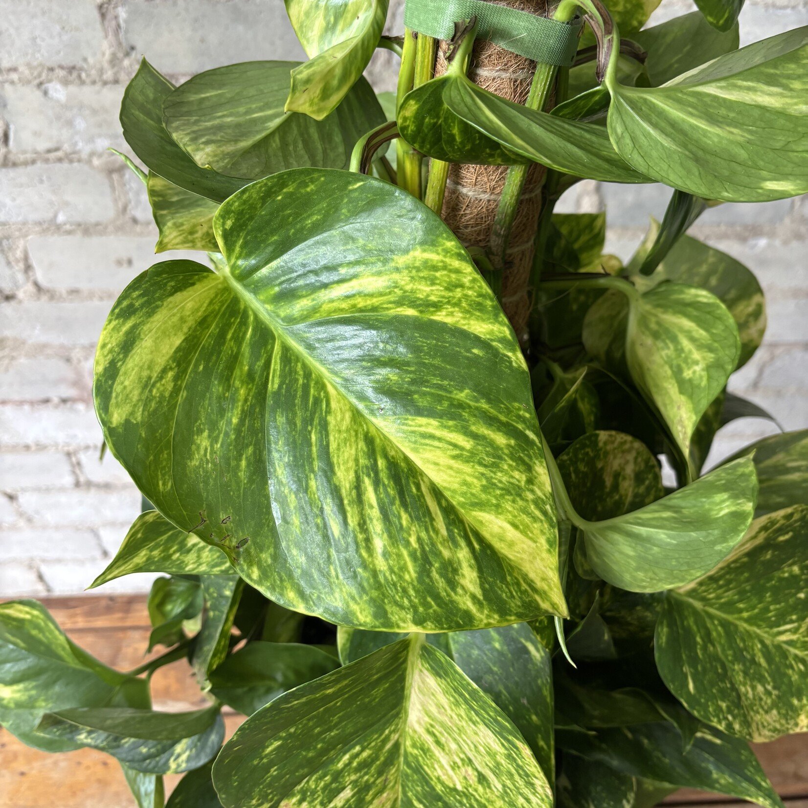 High Colour Golden Pothos Totem 10"