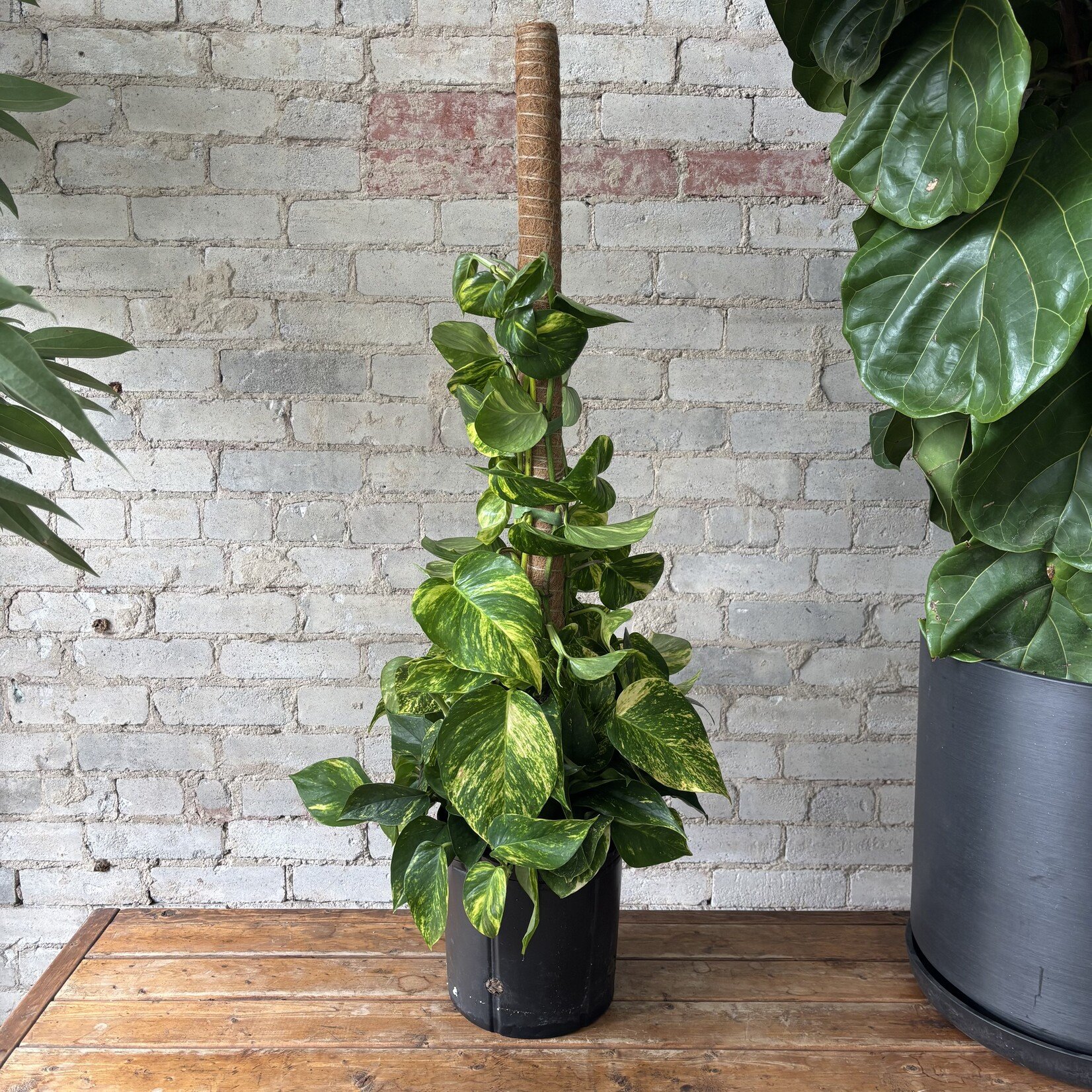 High Colour Golden Pothos Totem 10"