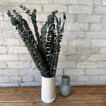 Vyn Preserved Eucalyptus (dried bunch)