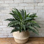 Seagrass Basket (fits 8 - 10" plants)