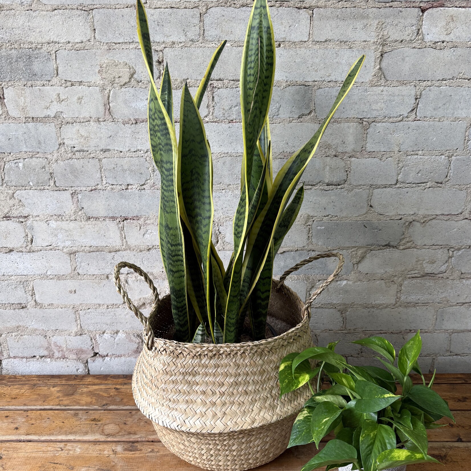 Seagrass Basket (fits 8 - 10" plants)