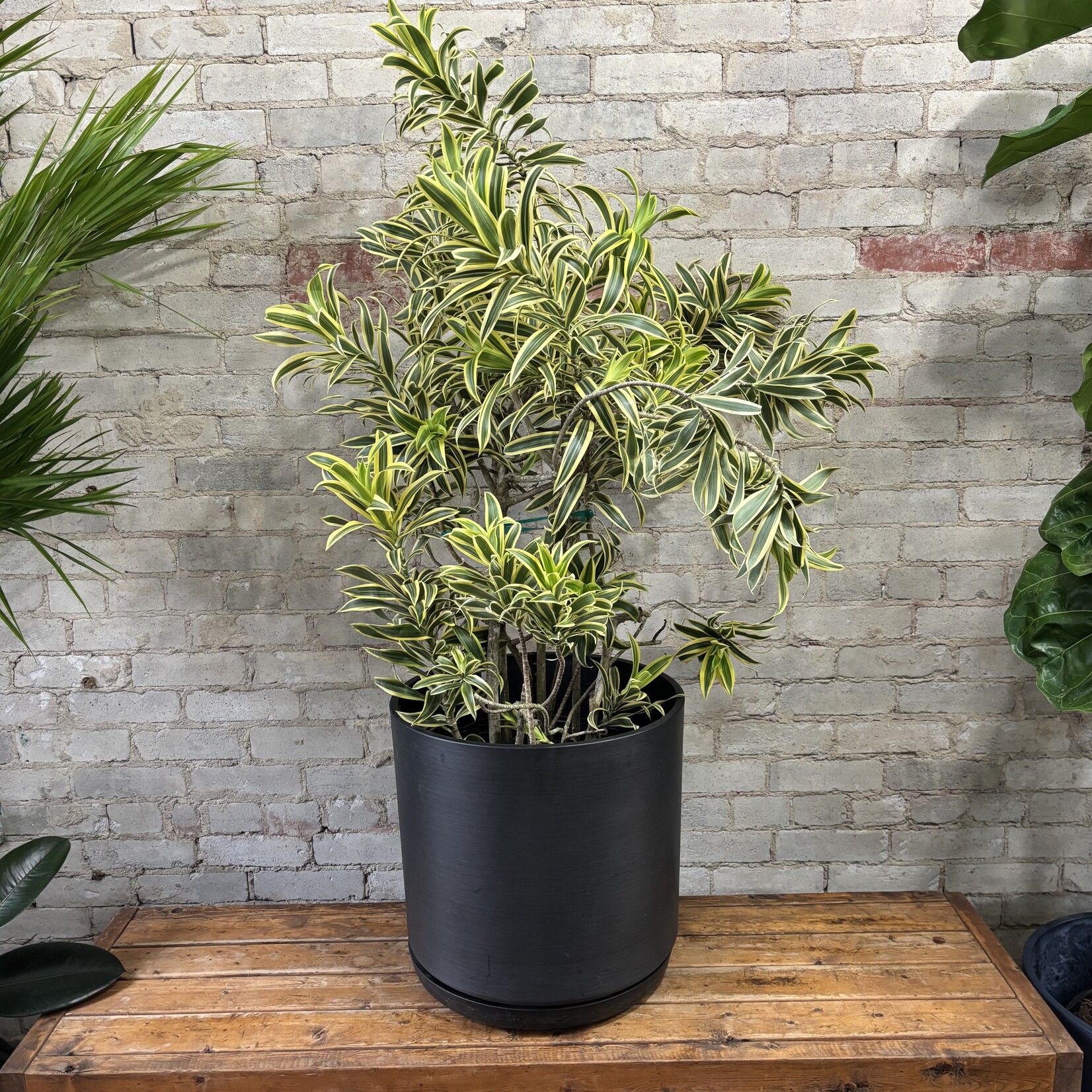 Dracaena Song of India 14"