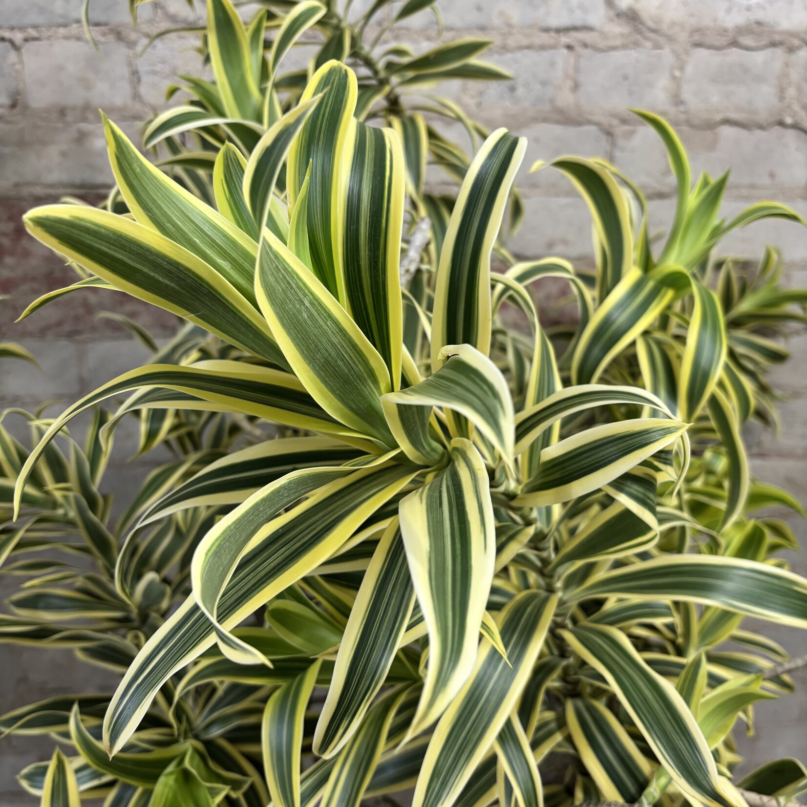 Dracaena Song of India 14"