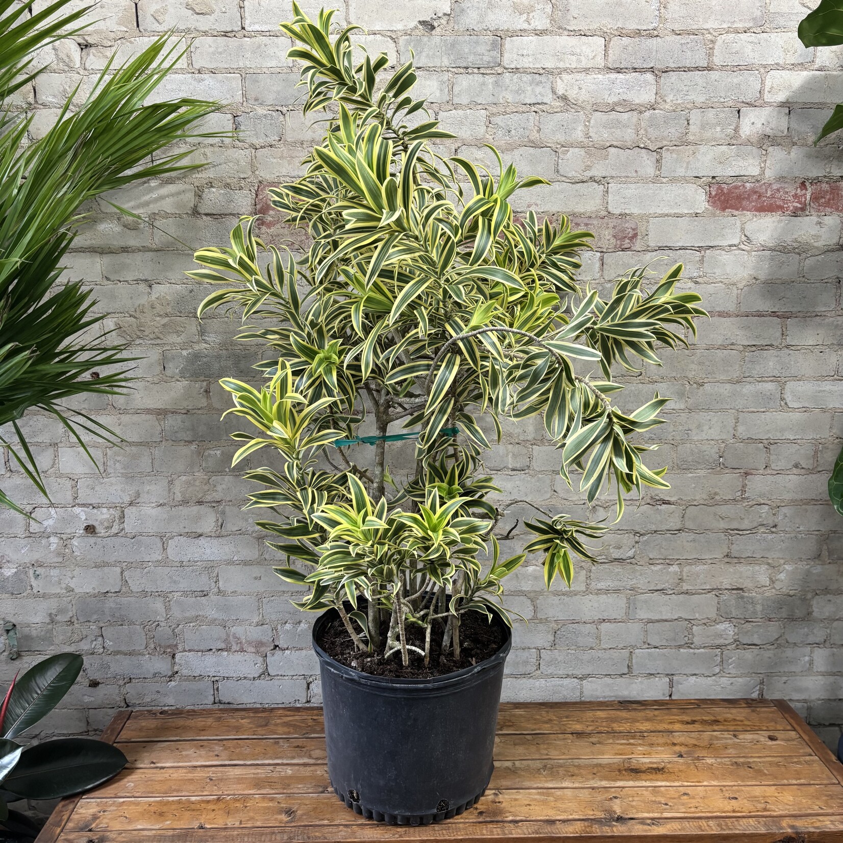 Dracaena Song of India 14"