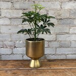 Schefflera Arboricola 4"