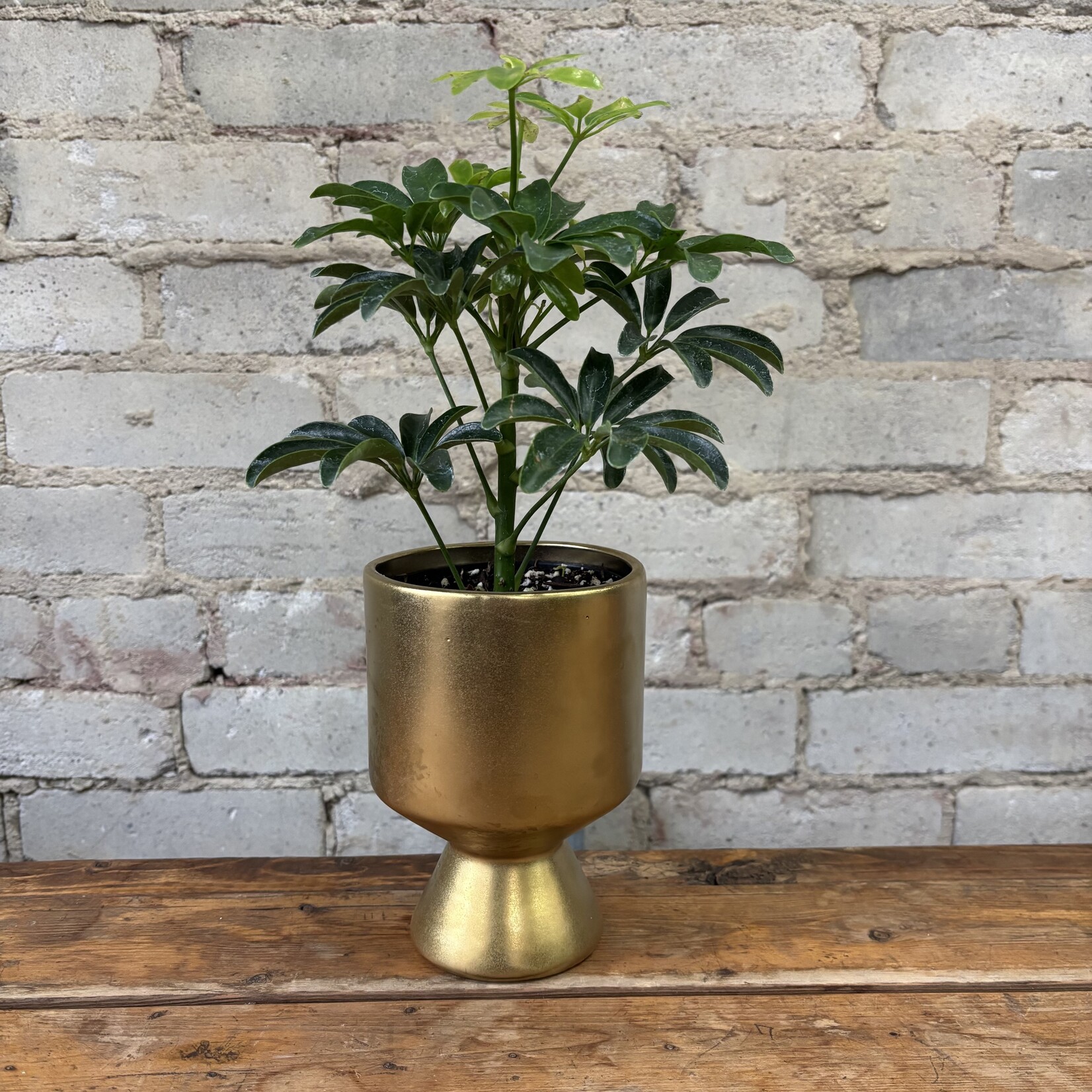 Schefflera Arboricola 4"
