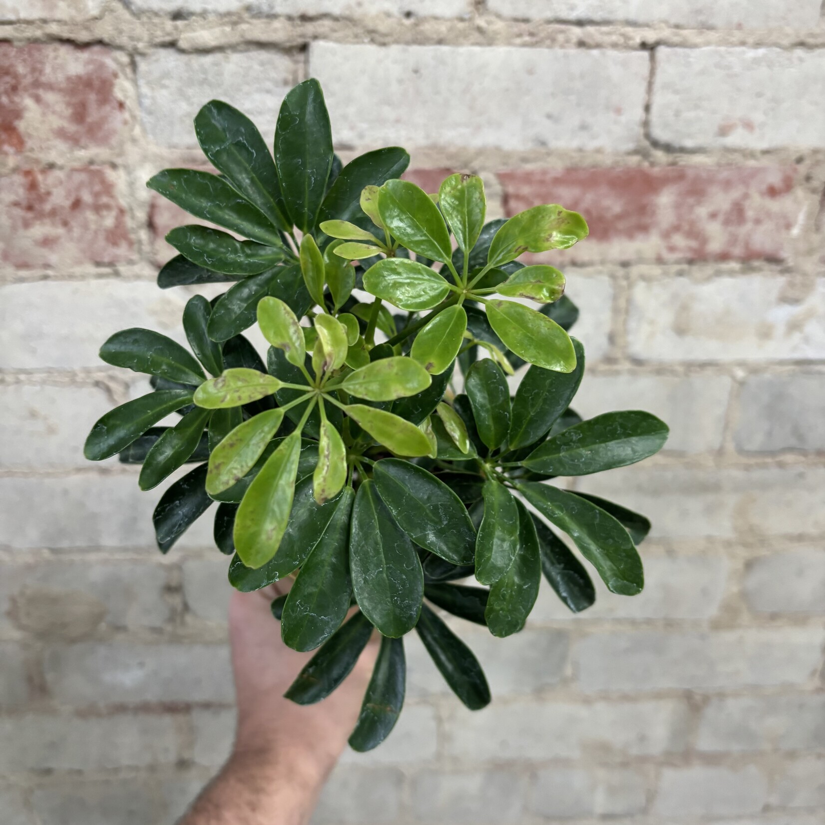 Schefflera Arboricola 4"
