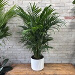 Cat Palm 10"
