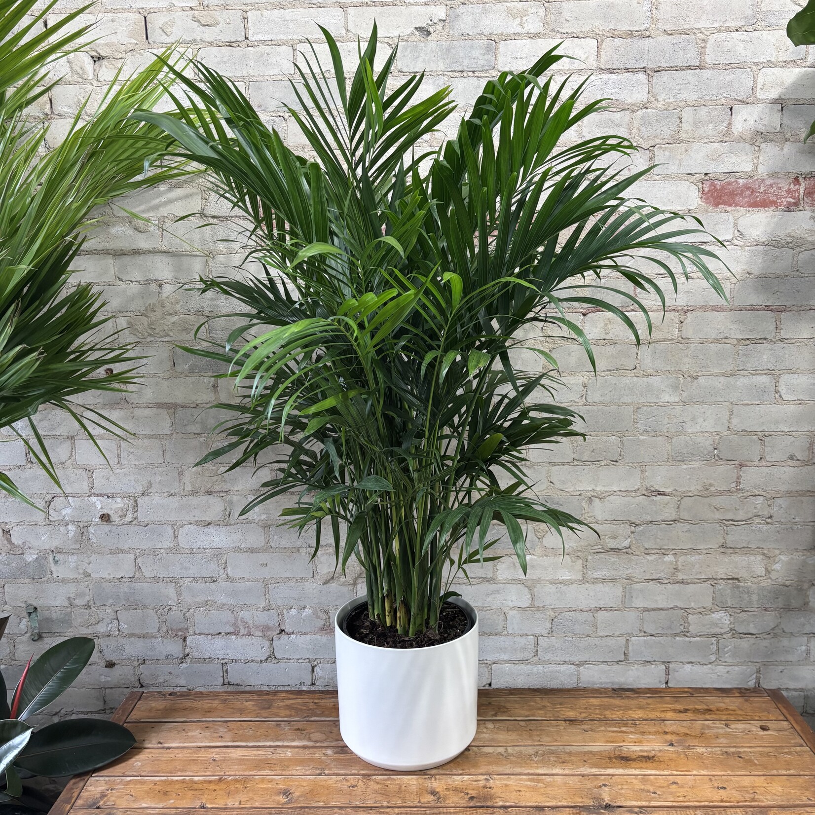 Cat Palm 10"