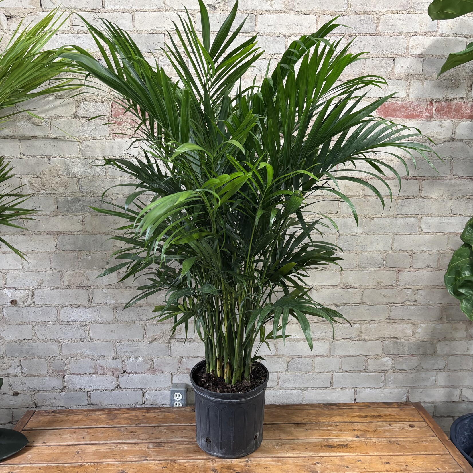 Cat Palm 10"