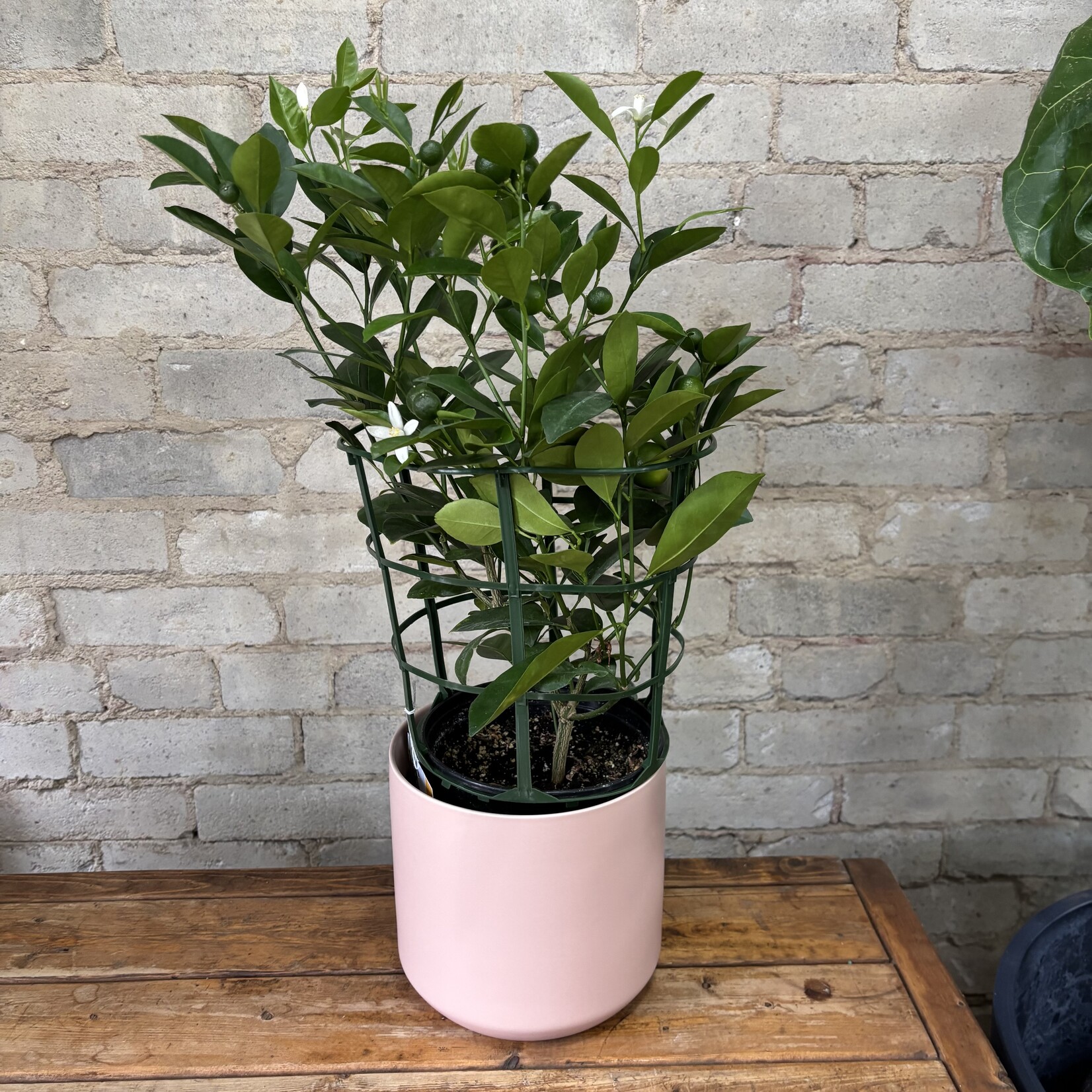 Calamondin Orange 7"